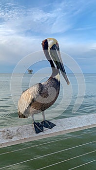 Pelican at Fort Morgan Pier