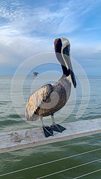 Pelican at Fort Morgan Pier