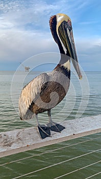 Pelican at Fort Morgan Pier