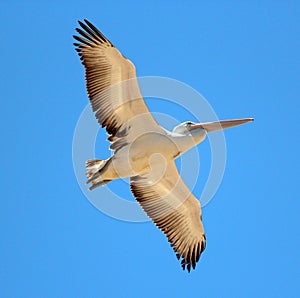 Pelican in Full Flight