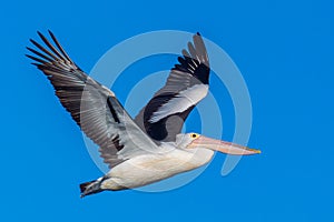 A Pelican In Full Flight With Its Wings Spread