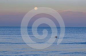 Pelican and Full Moon at Indian Rocks Beach, Florida