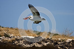Pelican gliding