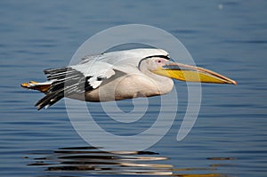 Pelican gliding over water