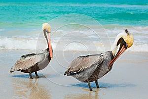 Pelican on the beach. Varadero, Cuba photo