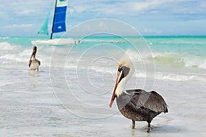 Pelicans on the beach. Varadero, Cuba photo