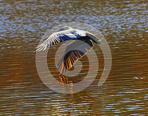 Pelican on golden pond (Pelecanus occidentalis)