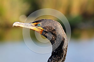 Pelican gracefully flying short above the waterPortrait of the beautiful and majestic Double-crested Cormorant - shot in Everglade