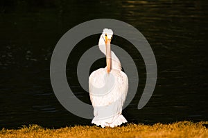 Pelican on Grassy Shoreline Looking Backwards