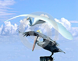 A pelican and great egret compete for a spot on the marina piling