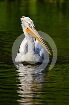 Pelican in the green water. White Pelican, Pelecanus erythrorhynchos, bird in the dark water, nature habitat, Romania. Bird in the