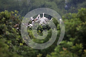 Pelican or grey pelican species in found to breed only in peninsular India