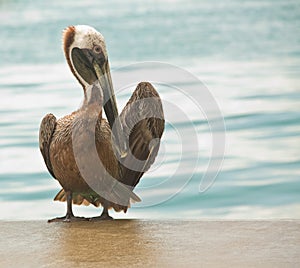 Pelican grooming