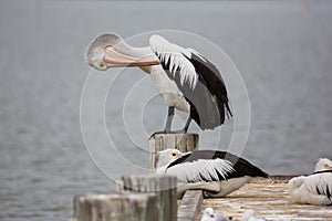 Pelican grooming itself on the Fleurieu Peninsula Goolwa South Australia on 3rd April 2019