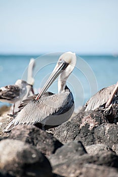 Pelican grooming