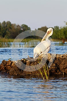 Pelican grooming at sunset in Danube Delta