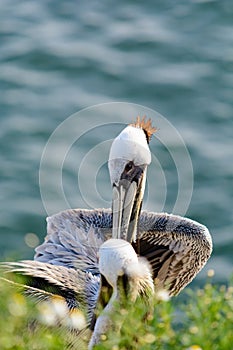 Pelican grooms itself along coast