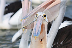 Pelican Gullet