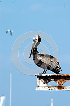 Pelican In Harbor