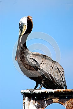 Pelican In Harbor