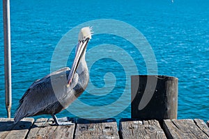 Pelican on harbor with blue ocean background