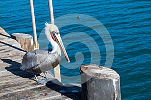 Pelican on harbor with blue ocean background