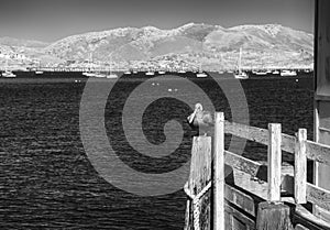 Pelican on Harford Pier at Port San Luis harbor, infrared