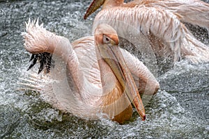 Pelican that has just landed on water surface