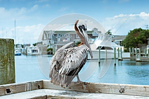 Pelican on Hatteras Island