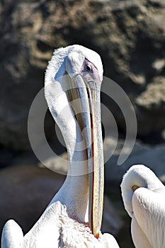 Pelican Head