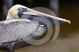 Pelican Head Close Up In Florida