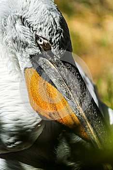 A pelican head, detail