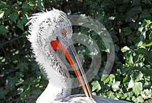 Pelican head in profile