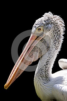 A pelican head from side view