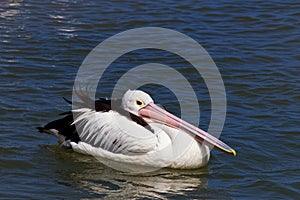 Pelican with head tucked in photo