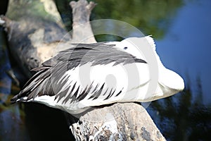 Pelican with head tucked in wingswith head tucked