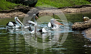 Pelican herd swimming by the lake