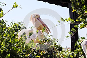 A pelican hidden among green leaves.