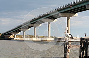 Pelican and Hindmarsh Island Bridge