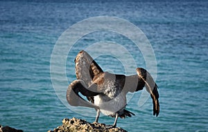 Pelican with His Head Bent Preening His Feathers