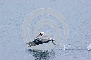 Pelican hops on the water