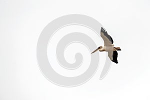 Pelican hovers in the sky with outstretched wings