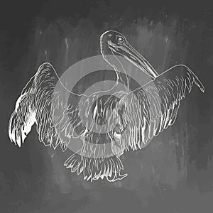 Pelican icon. Hand drawn illustration isolated on chalkboard background. White realistic sketch on blackboard and