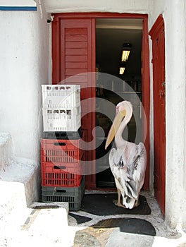 Pelican intruder. Mykonos, Greece