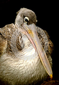 Pelican isolated on black background