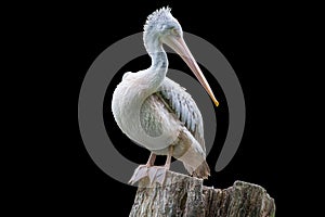 Pelican isolated on black background