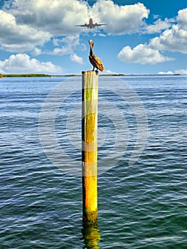 A Pelican and a Jet Plane - Two Birds of a different feather above blue ocean waters