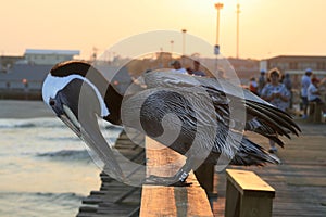 Pelican on the Kure Beach Pier