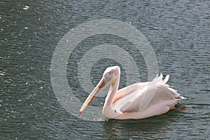 pelican on the lake