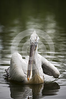 Pelican in a lake